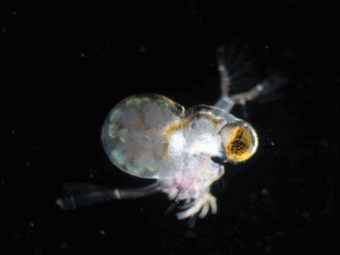 The Phytoplankton Predator